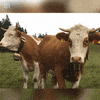 Staring Whats Up GIF by Bayerischer Rundfunk