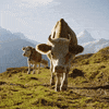 Watch Out Hello GIF by Ricola USA