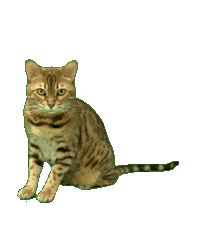 Bengal Cat Sticker by Kitty Fuchs