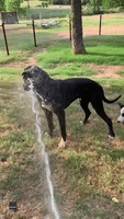 Hose Helps Dogs Beat the Texas Heat