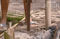 Sword Lee GIF by Australian Survivor