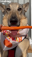 Minnesota Dog Munches on Carrot