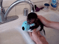 baby monkeys GIF