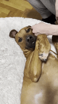 Tired Rhodesian Ridgeback GIF by #nikaachris