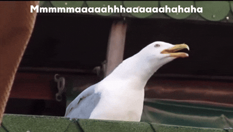 richardpuzzitiello seagull maha seagull laugh evil seagull GIF
