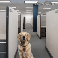 Working Golden Retriever GIF by Rigatoni