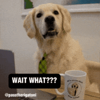 Excuse Me What GIF by Rigatoni