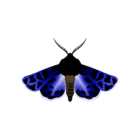 Color Butterfly Sticker