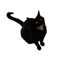 Black Cat Sticker by SkinTypeSolutions