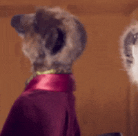 Eyes Hello GIF by Compare the Market