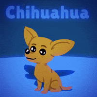 Chihuahua Chewbacca!!