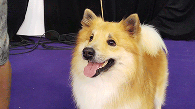 dog GIF by Westminster Kennel Club