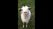 newroots goat horny horny goat weed nrh horny goat GIF