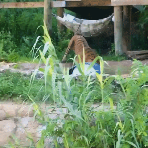 Tiger Zooms Around Enclosure at San Antonio Zoo