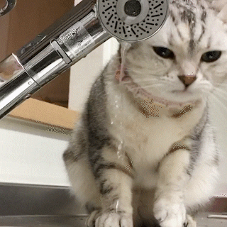 cuteanimalland giphyupload GIF