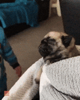 Baby Pug Gets Sweet Kisses From Human Sibling