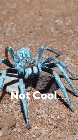 Not Cool Spider GIF