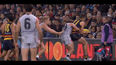 afl seedsman GIF by Adelaide Crows