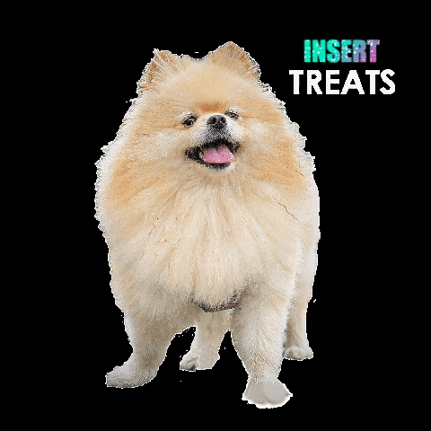 thorpompup dog puppy cute dog hangry GIF