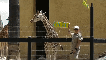 Giraffe at Zoo in South Australia Celebrates First Birthday