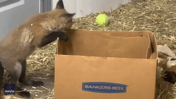 Orphaned Fox Cubs Play With Cardboard Box at New York Sanctuary