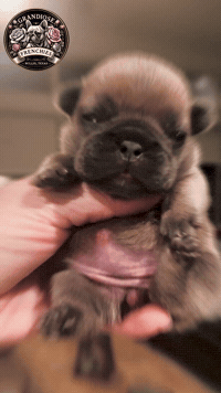 Pup Omg GIF by Grandiose Frenchies