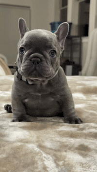 Squishyface Batears GIF by Grandiose Frenchies