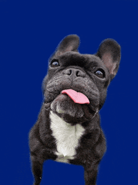 Kb Lets Go GIF by vivelemerde