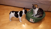 Video gif. Puppy tries to pull a dog bed with its mouth while a cat casually sits inside it.