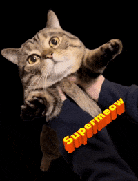 ringodanyan ringo huggy pick me up cat hug GIF