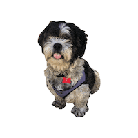 Dog Doggie Sticker by Abi Bock
