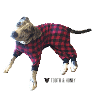 toothandhoney dogs sweater 3d logo toothandhoney Sticker