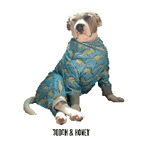 toothandhoney dogs toothandhoney tooth honey dogs sweater Sticker