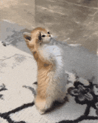 Cat Wow GIF