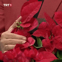 Flower Plant GIF by TRT