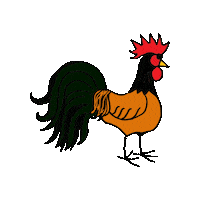 Rooster Chickens Sticker
