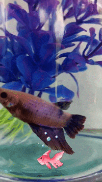 eluniversodelospeces fish pets mascotas betta GIF