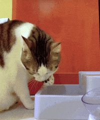 Agua Mirar GIF