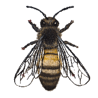 Honey Bee Art Sticker by Doris Wopereis