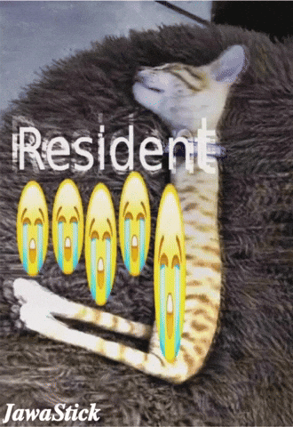 Cat Cry GIF
