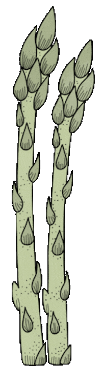 Asparagus Spargel Sticker