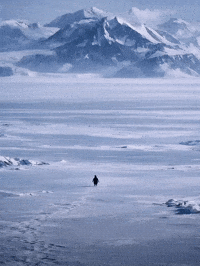 Penguin Mountain GIF