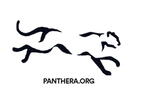 Pantheracats cats tiger lion puma GIF