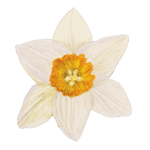 Flower Garden Flowers Sticker