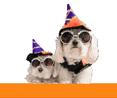 Halloween Dogs Sticker by HammyandBrody