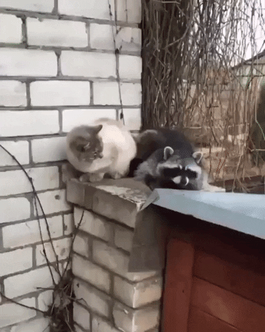 cuteanimalland giphyupload GIF