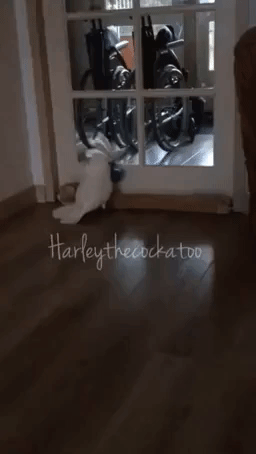 Clever Cockatoo Alerts Owners When the Doorbell Rings