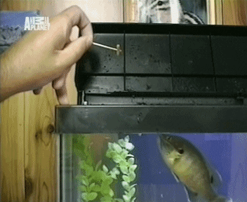 Fish Jumping GIF
