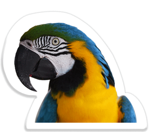 bird wings Sticker by Pets Add Life