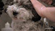 Dog GIF by PeacockTV